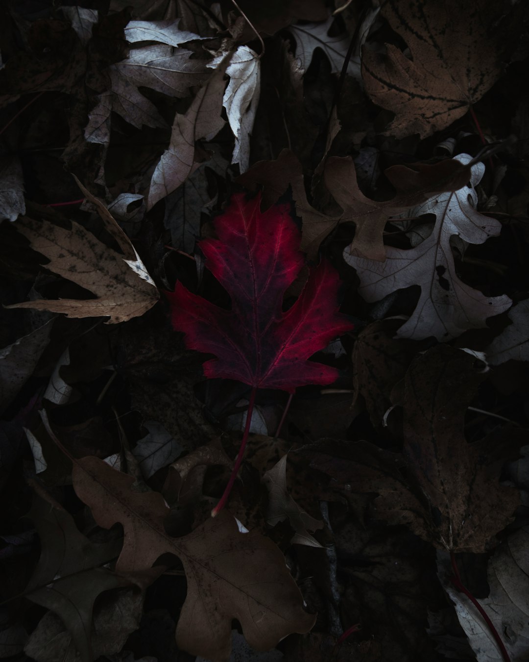 red maple leaf on brown leaves