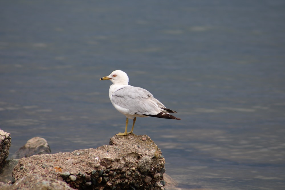 Weißer und grauer Vogel auf grauem Felsen in der Nähe eines Gewässers während des Tages