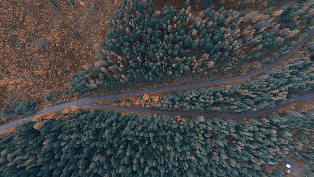 aerial view of road surrounded by trees