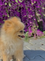A fluffy Pomeranian dog stands on a stone pavement with its mouth slightly open and tongue visible. The background features vibrant purple flowers.