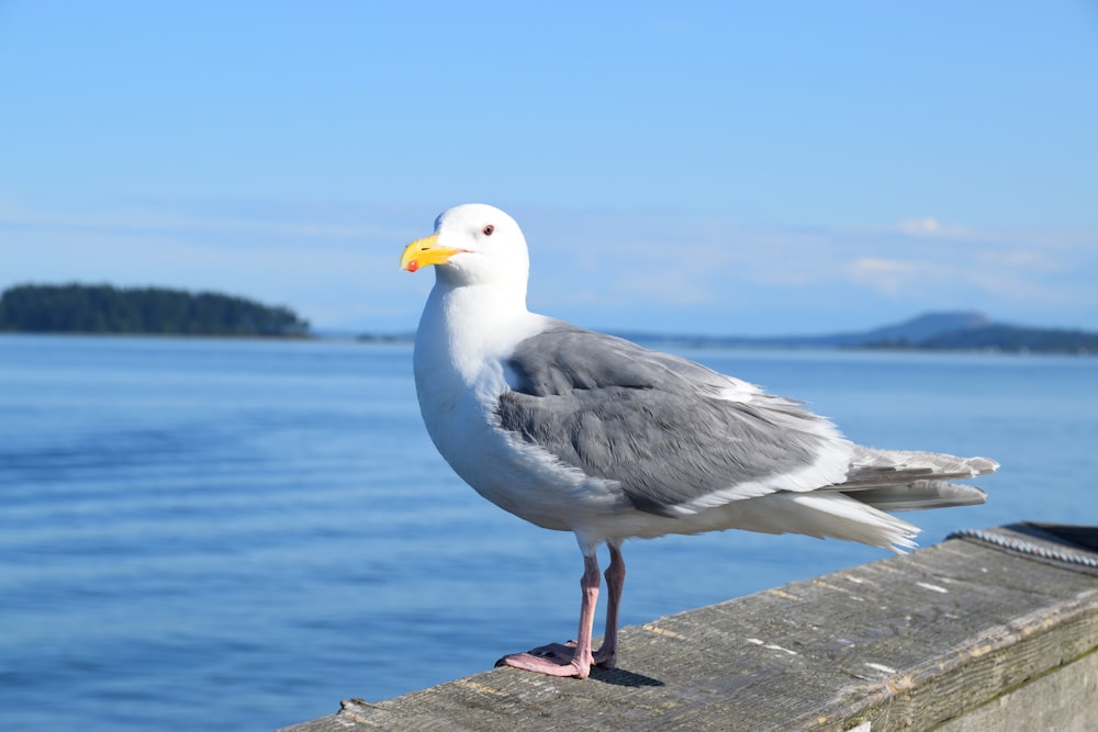 white and gray bird on brown concrete surface near body of water during daytime