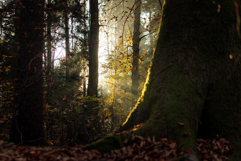 green moss on brown tree trunk