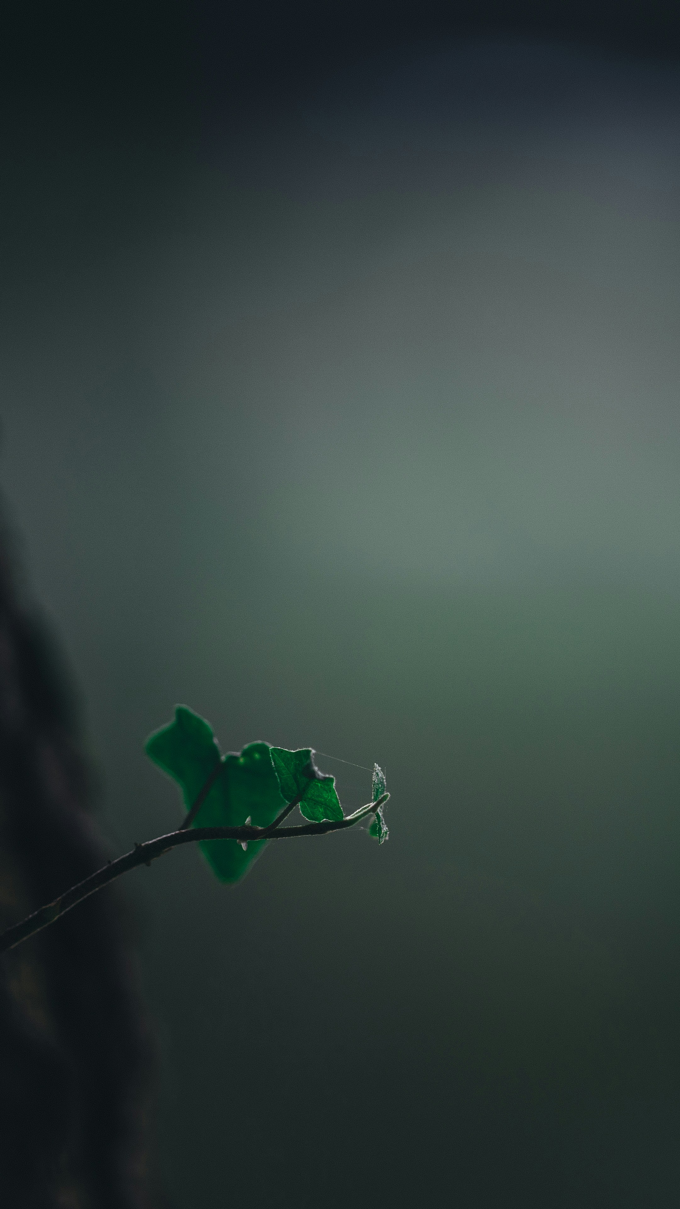 Photo by omarvellous14