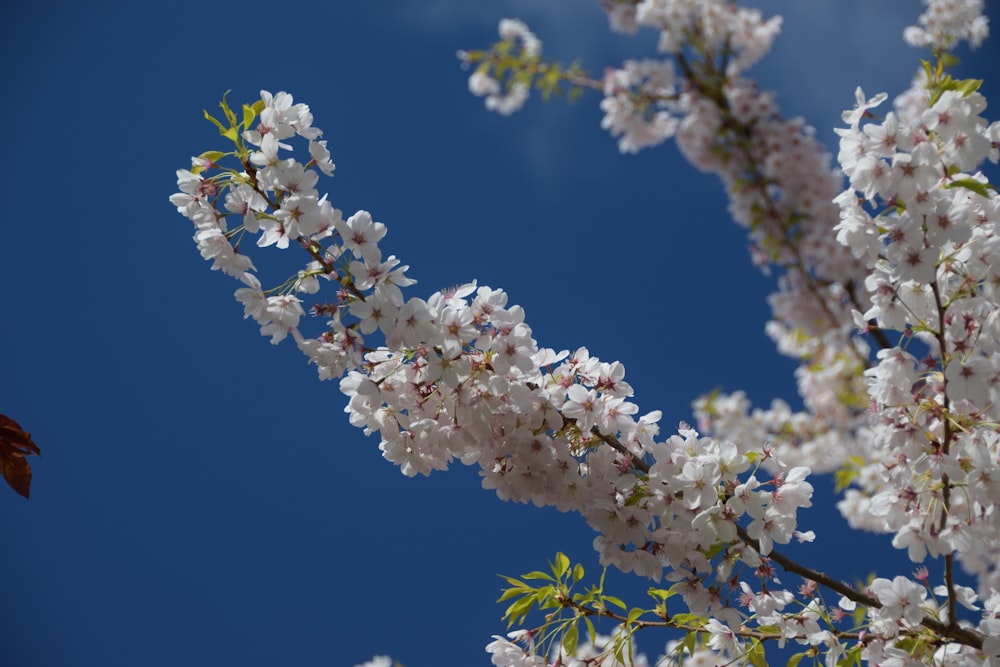 white flowers in tilt shift lens