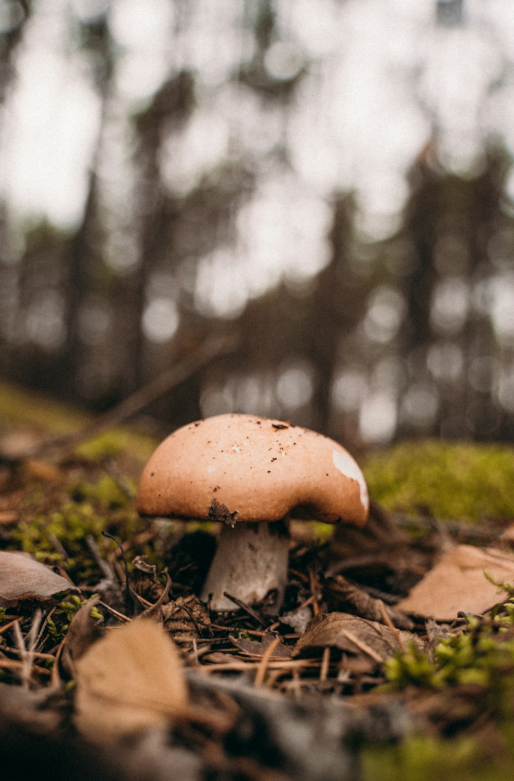 brown mushroom in tilt shift lens