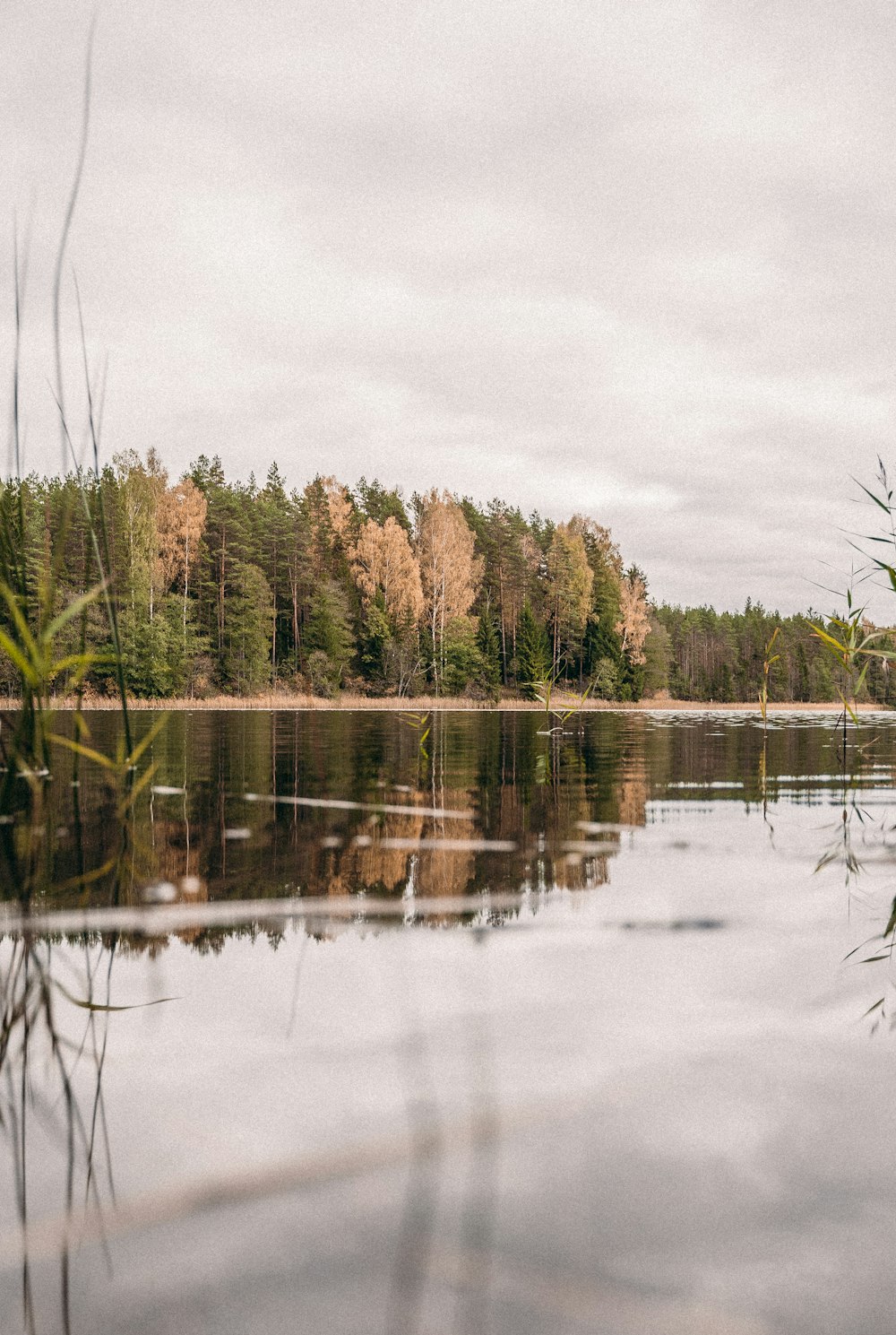 green trees beside body of water during daytime