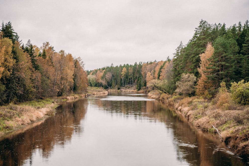 green trees beside river under cloudy sky during daytime