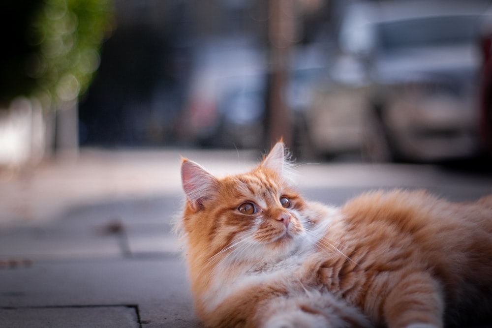 orange tabby cat lying on black surface