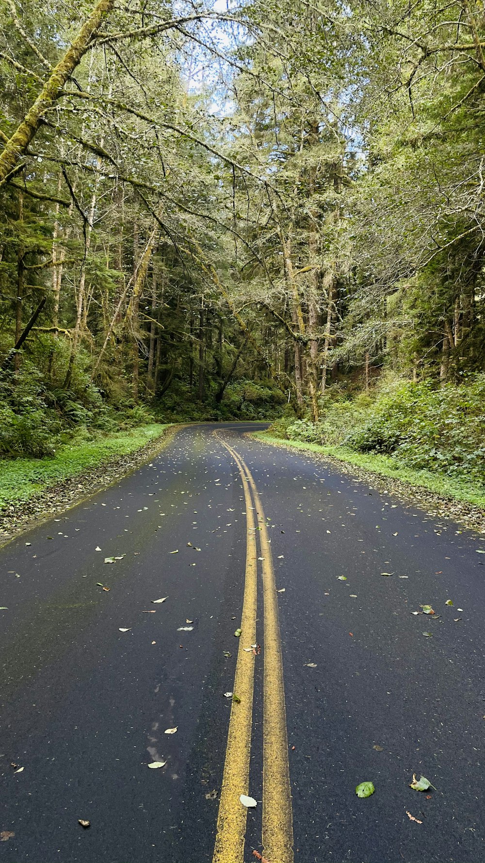 gray concrete road between green trees during daytime