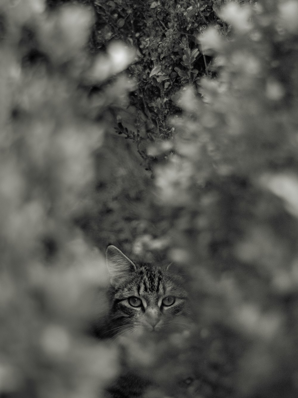 brown tabby cat in front of brown leaf tree