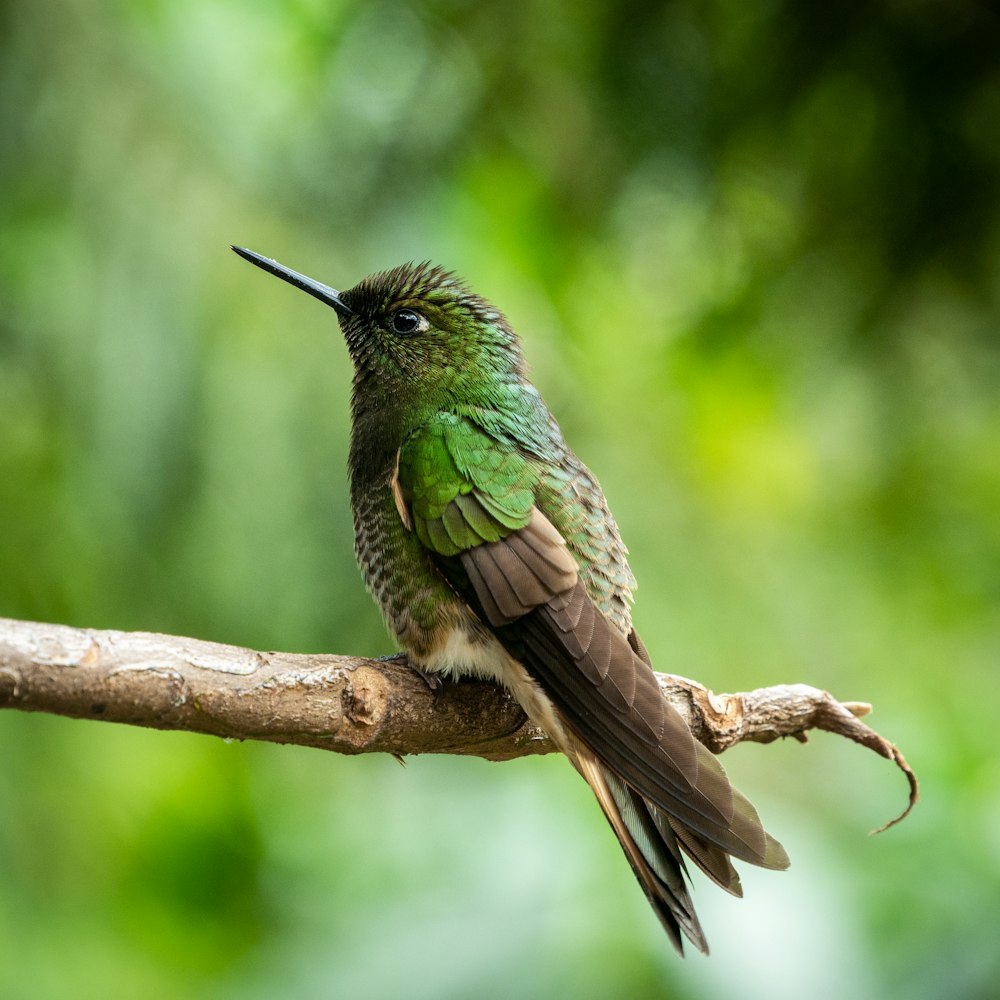 green and brown humming bird on brown tree branch during daytime