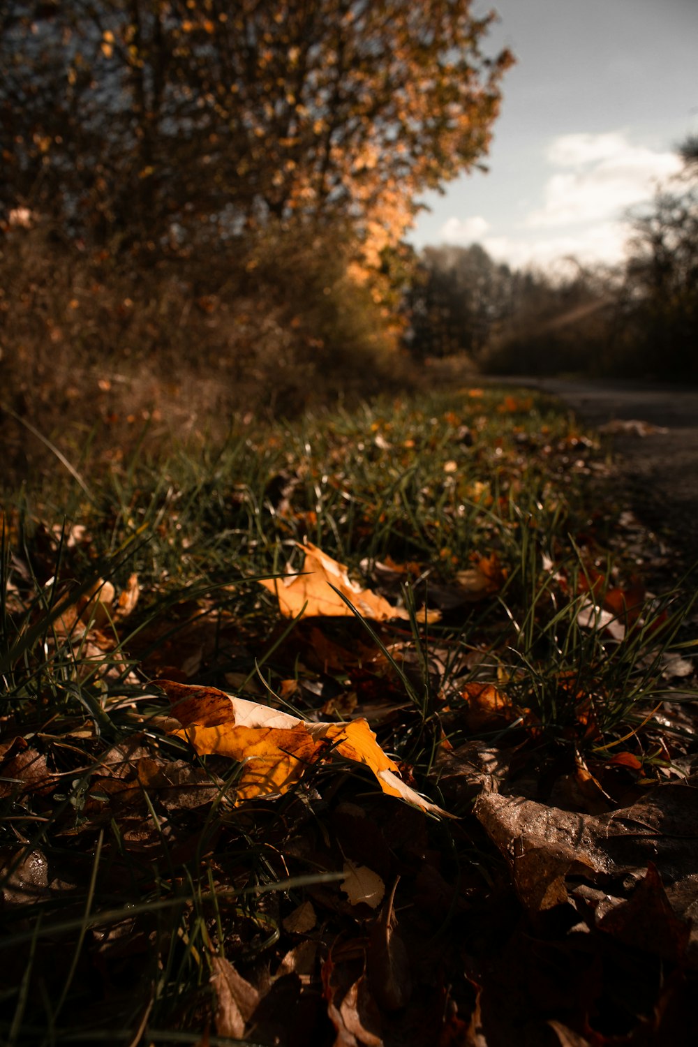 brown dried leaves on ground during daytime