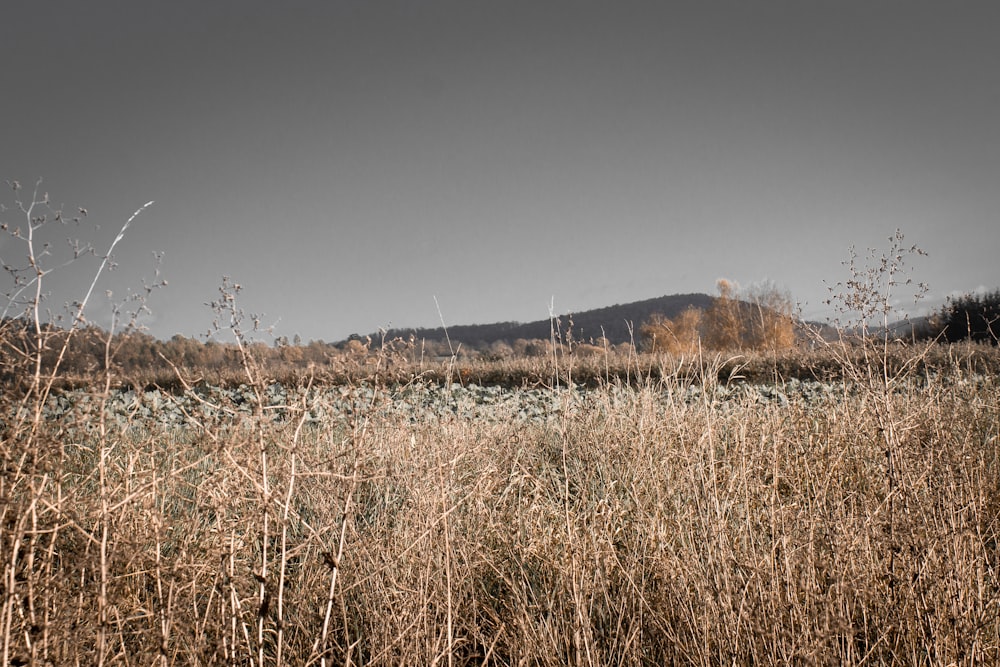 brown grass field under gray sky