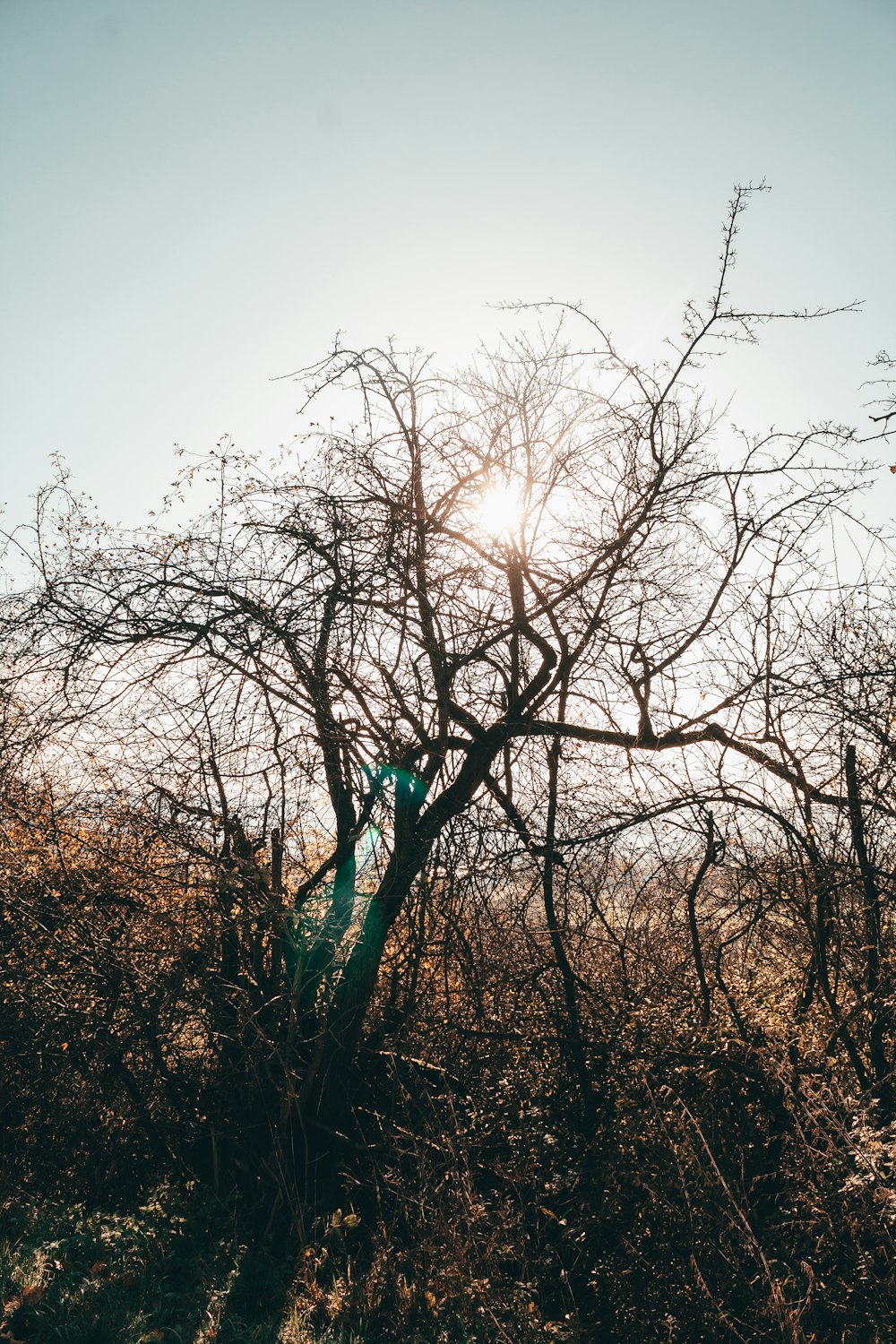 leafless tree under gray sky