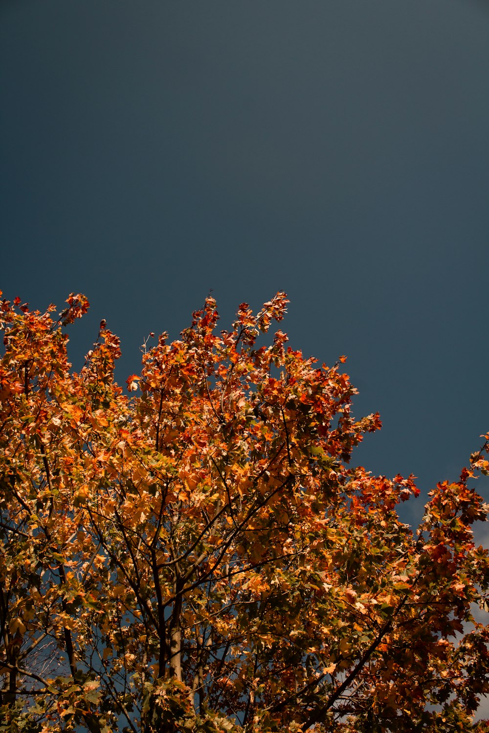 brown leaf tree under blue sky during daytime