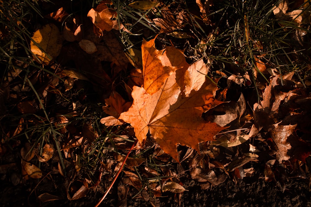 brown dried leaves on ground