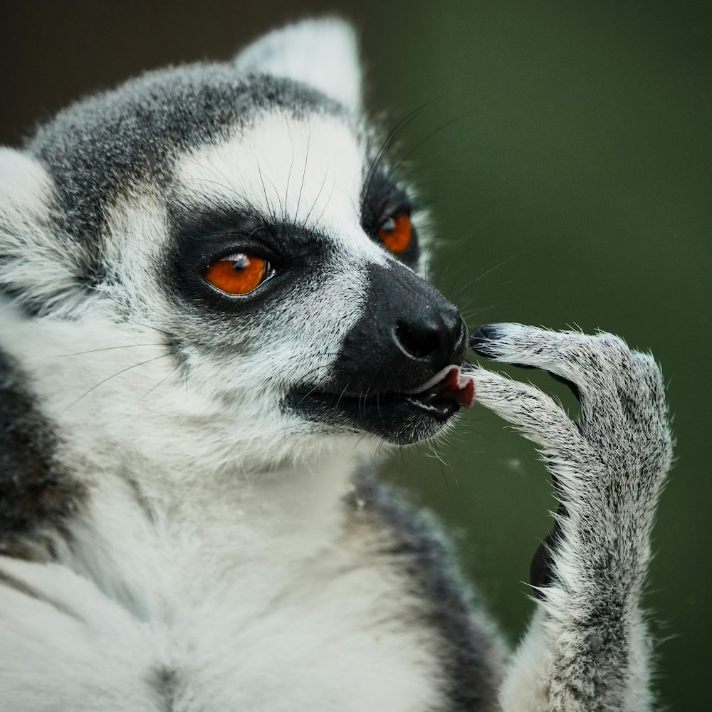 animal blanc et noir sur branche d’arbre brune