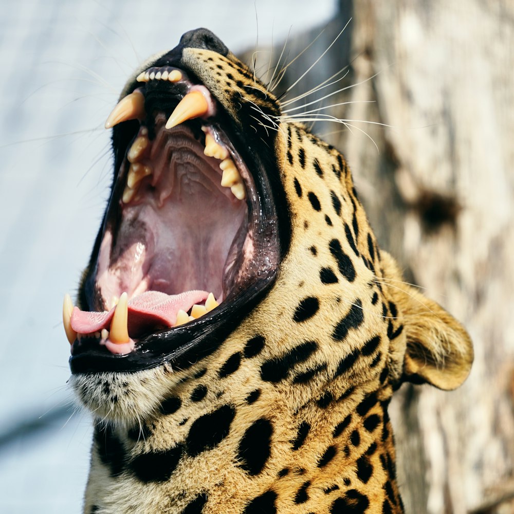 brown and black leopard in close up photography