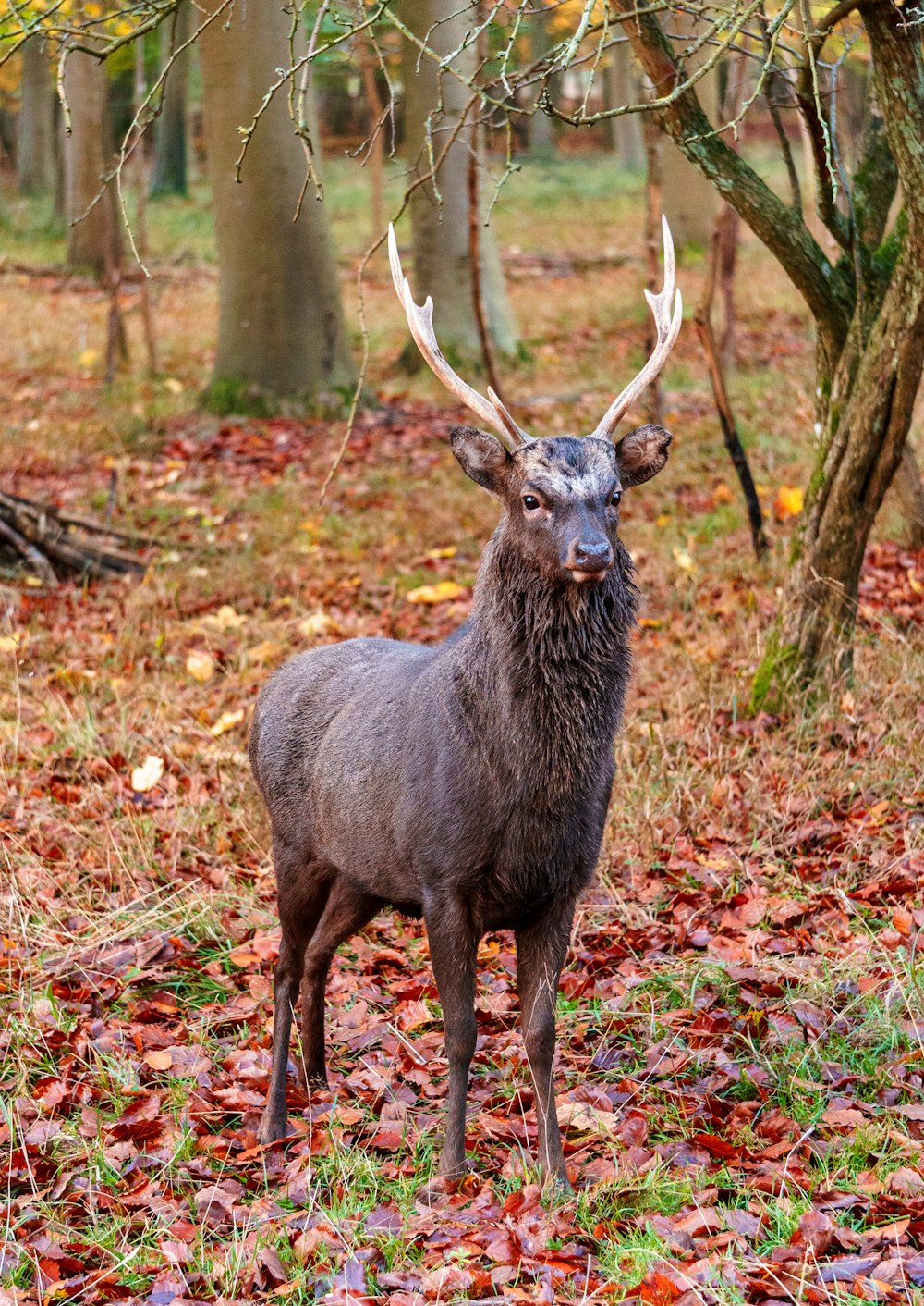 black deer standing on brown dried leaves during daytime