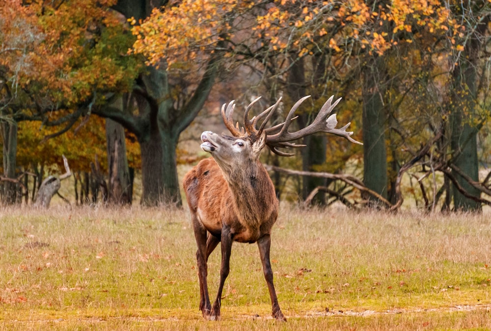 brown deer on green grass field during daytime