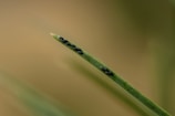 A close-up view of a green plant stem with dark-colored aphids clustered along its length. The background is blurred, creating a bokeh effect, which highlights the details of the stem and the aphids.