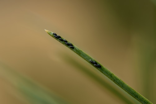 A close-up view of a green plant stem with dark-colored aphids clustered along its length. The background is blurred, creating a bokeh effect, which highlights the details of the stem and the aphids.