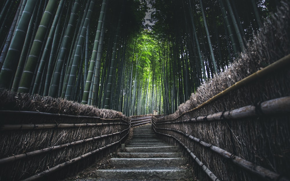 brown wooden bridge in the forest