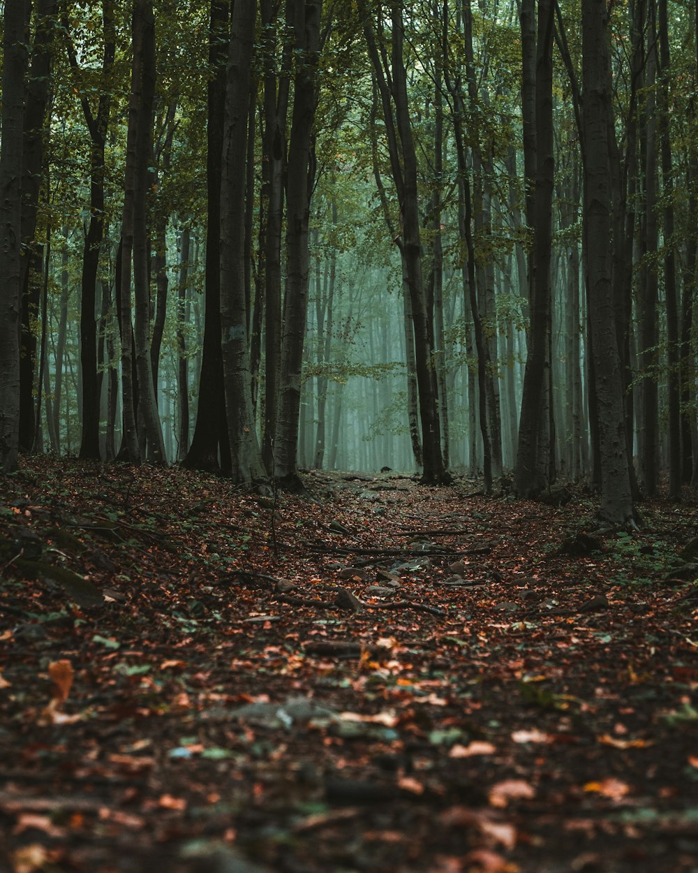 brown dried leaves on ground