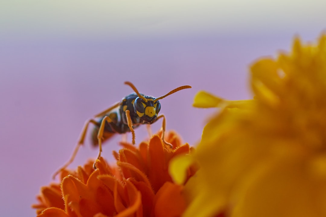 yellow and black wasp on yellow flower
