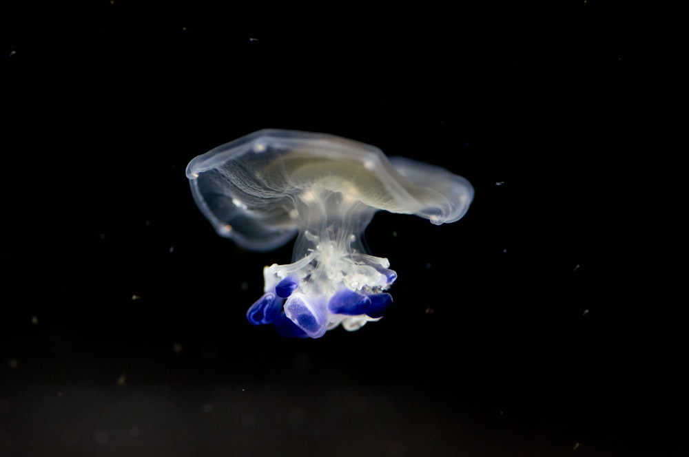 white and purple jellyfish in water