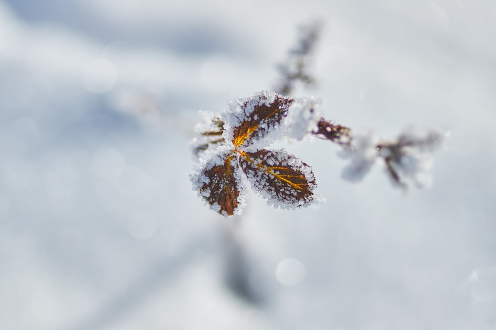 snow covered plant during daytime