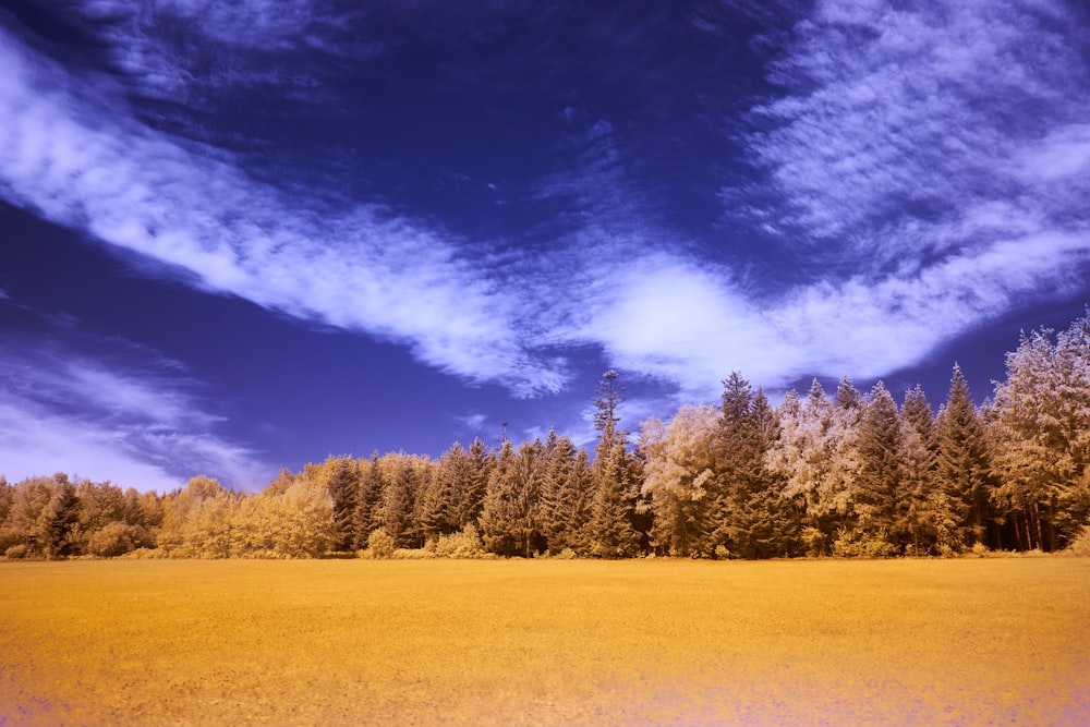 green trees on brown field under blue sky and white clouds during daytime