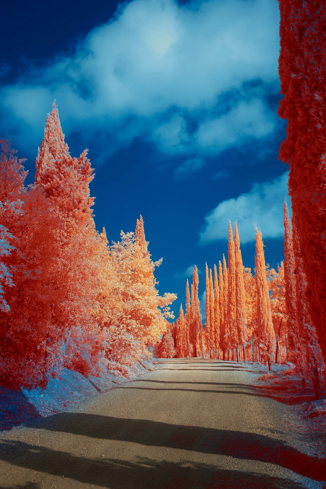 red and brown trees beside road under blue sky