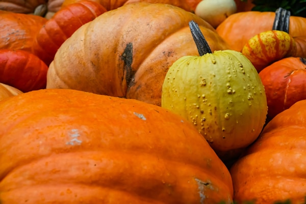 Orange pumpkin on white table