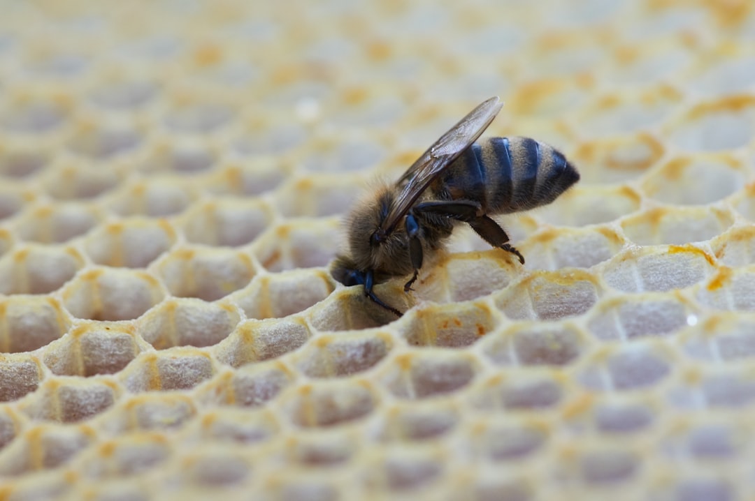 yellow and black bee on white and yellow textile