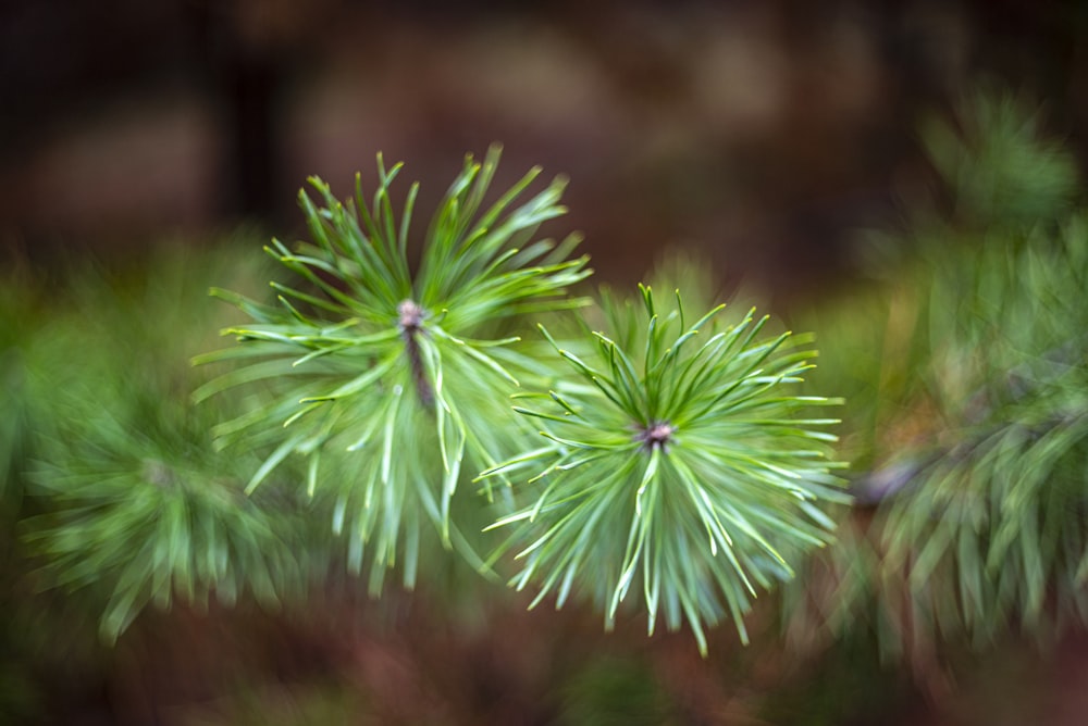 green and white flower in close up photography