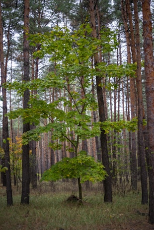A serene Thai forest with young trees growing, symbolizing reforestation efforts.