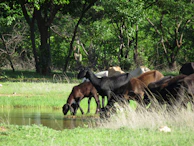 A group of happy animals enjoying fresh water and food together.