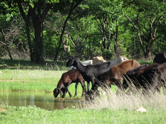 A diverse group of animals drinking fresh water from a clean source.