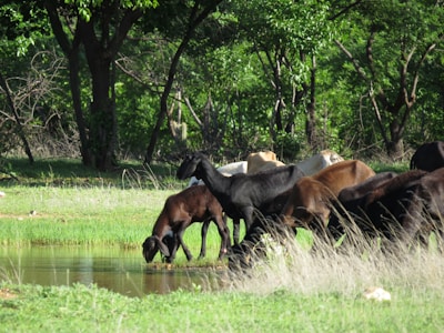 A diverse group of animals drinking fresh water from a clean source.