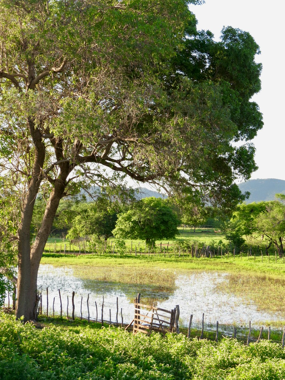 green grass field and green trees during daytime