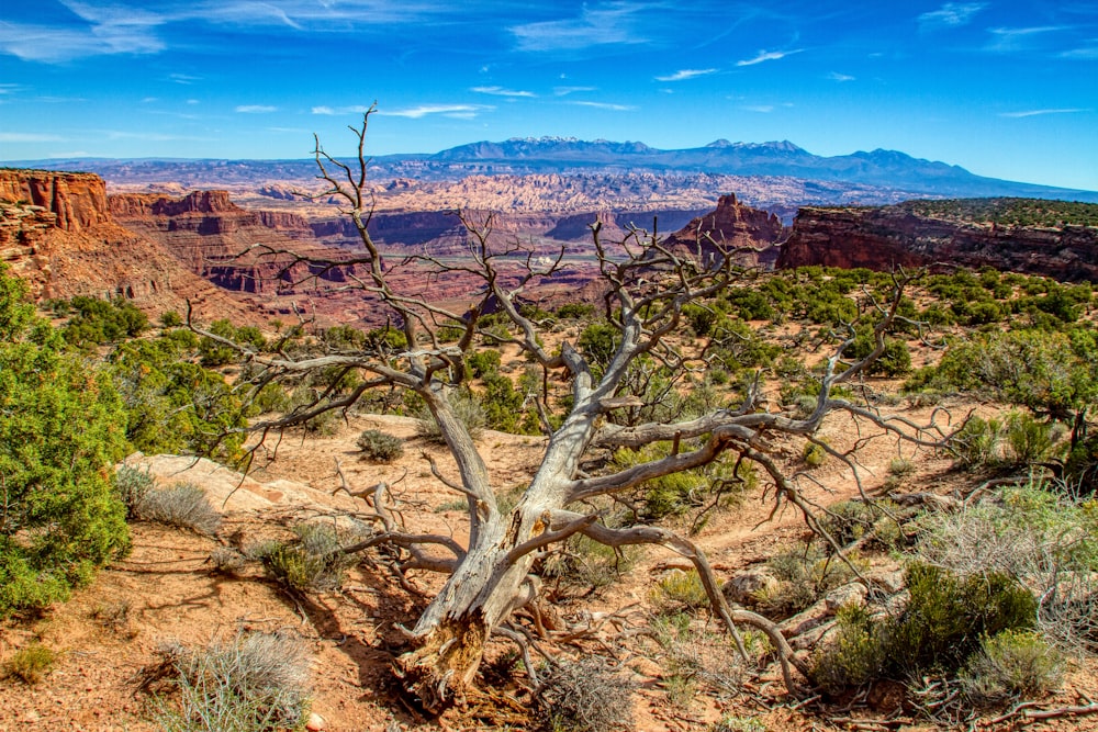 brown bare tree on brown field under blue sky during daytime