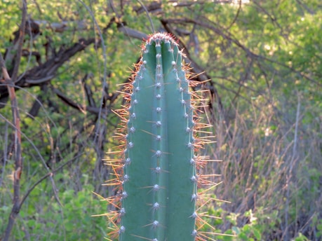 green cactus plant during daytime