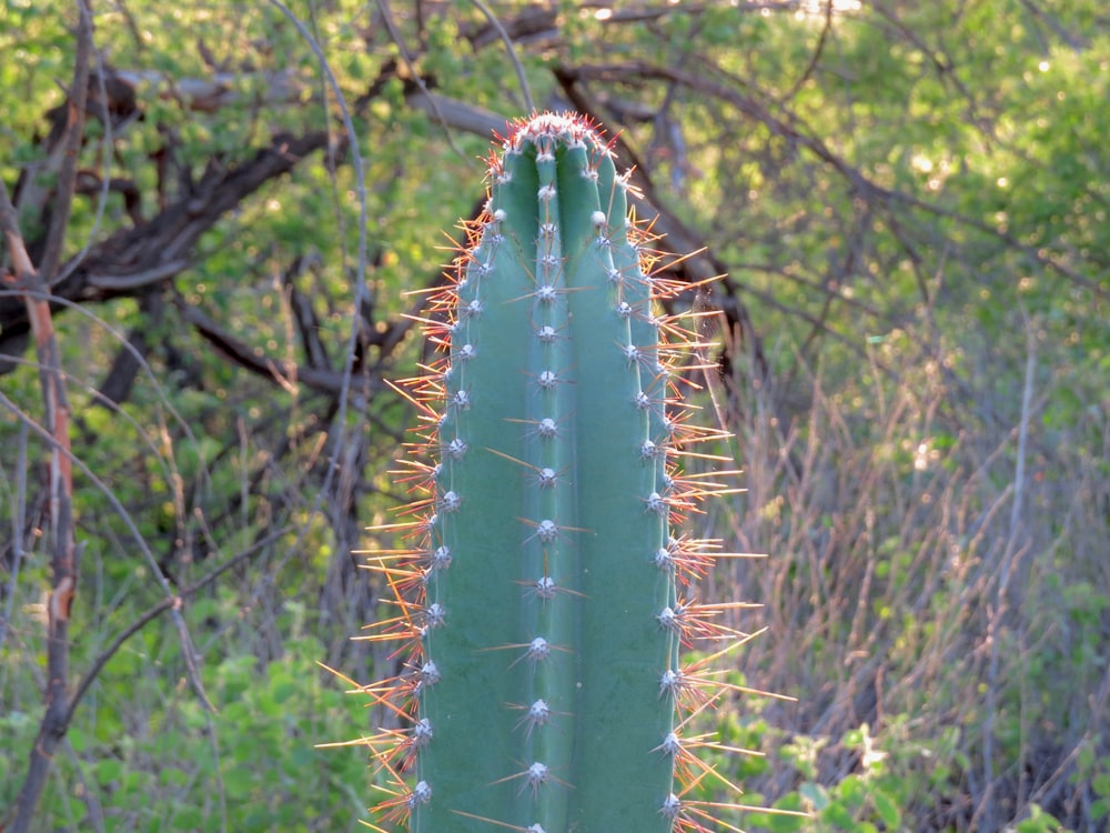 green cactus plant during daytime