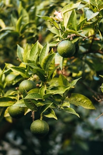 Green citrus fruits hang from a leafy tree branch, surrounded by lush, vibrant foliage in a sunlit garden setting.