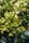 Green citrus fruits hang from a leafy tree branch, surrounded by lush, vibrant foliage in a sunlit garden setting.