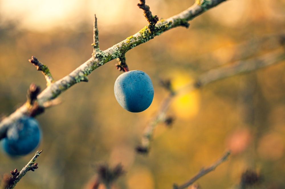 blue round ornament on brown tree branch