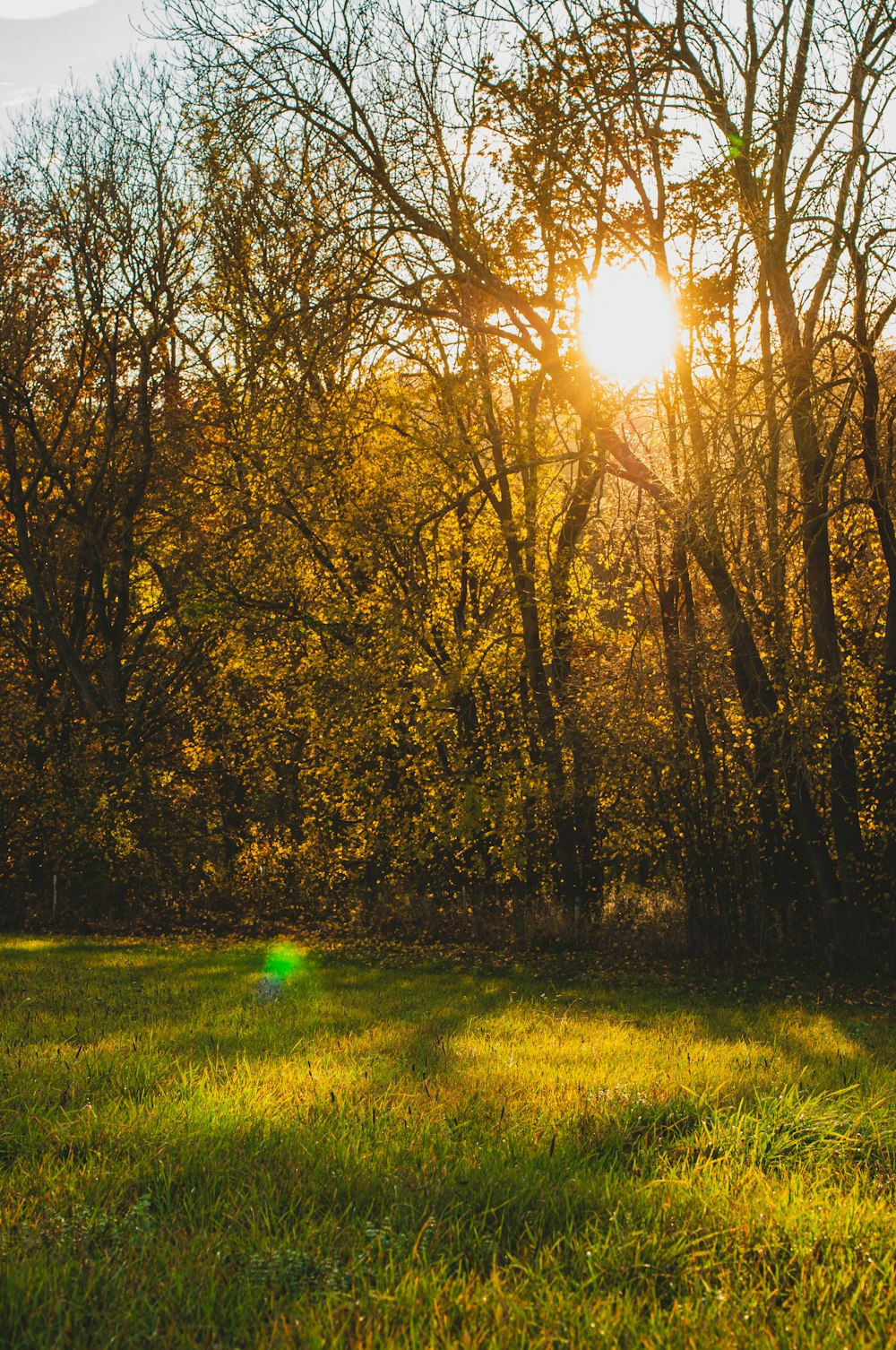 green grass field with trees during daytime