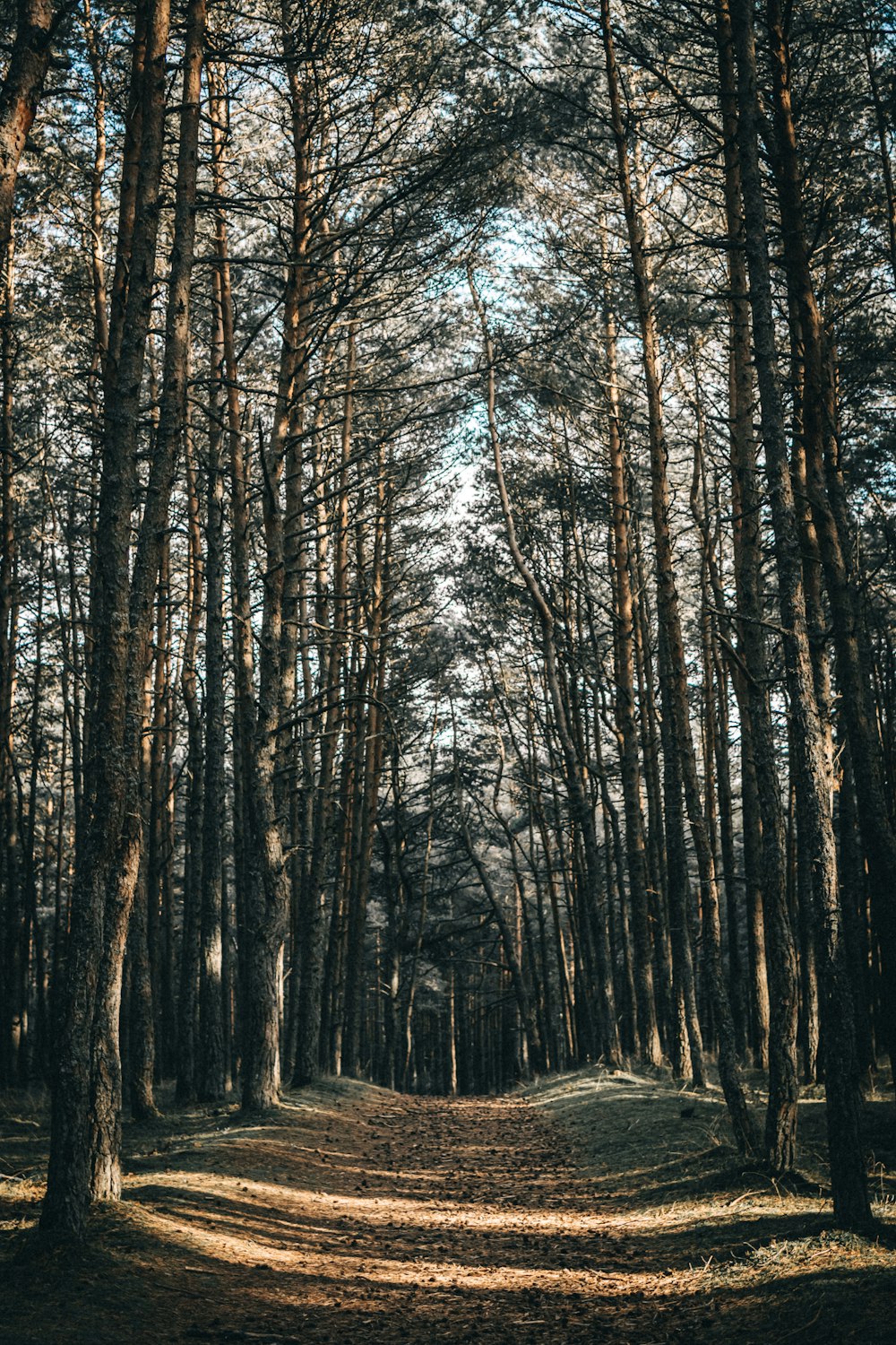 brown trees on snow covered ground during daytime