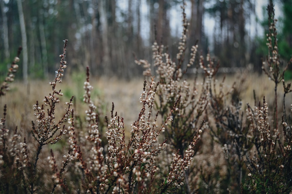 brown plant field during daytime